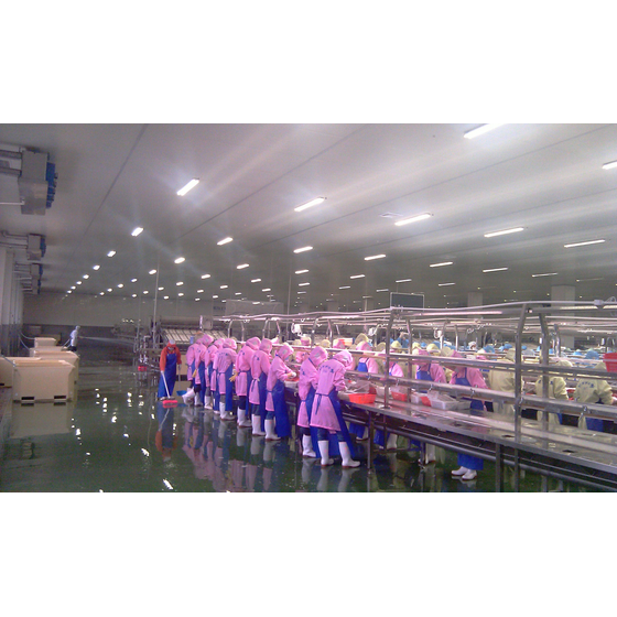 led triproof light in ham factory.jpg
