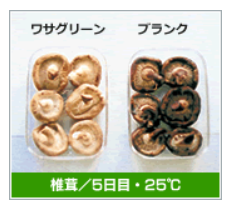 【青果店向け】ワサグリーン