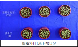 植害/幼植物 試験