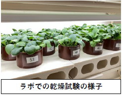 バイオスティミュラント効果試験