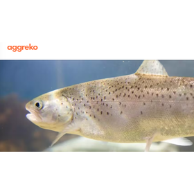 陸上養殖向け「仮設冷却・仮設電源ソリューションサービス」