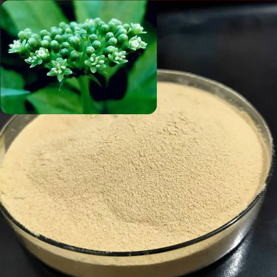 Panax Ginseng Flower Extract.jpg