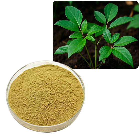 American Ginseng Leaf & Stem Extract.jpg
