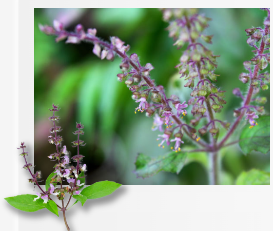 【化粧品向け】トゥルシーエクソソームで透明感あふれる美白ケア