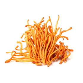 【エイジングケア化粧品向け】冬虫夏草エクソソーム