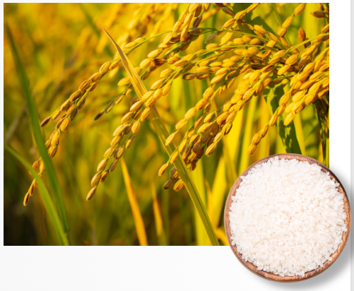 【OEMメーカー様向け】コメ発酵液エキスエクソソーム