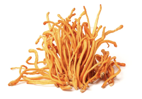 【ヘルスケア向け】冬虫夏草エクソソーム