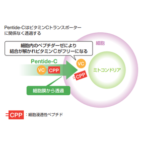 ヒト幹細胞培養液とビタミンＣ誘導体を組み合わせた高機能新素材