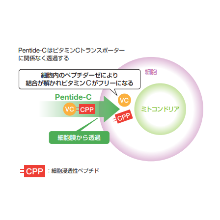 ヒト幹細胞培養液 ＋ 浸透型ペプチドビタミンC誘導体.png