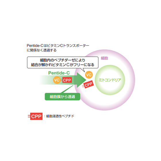 ヒト幹細胞培養液 ＋ 浸透型ペプチドビタミンC誘導体.png