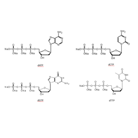 Deoxynucleotides (dATP, dCTP, dGTP,...