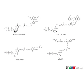 FISH (fluorescent dye) labeled dUTP product image
