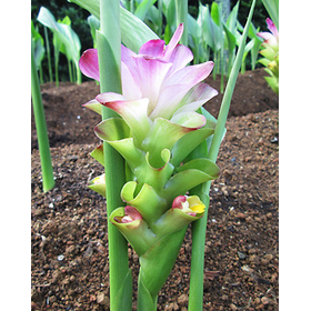 【お役立ち情報】生薬について