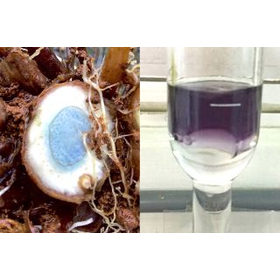 【お役立ち情報】生薬ガジュツの精油(アロマ)とその色