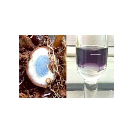 【お役立ち情報】生薬ガジュツの精油(アロマ)とその色1.jpg