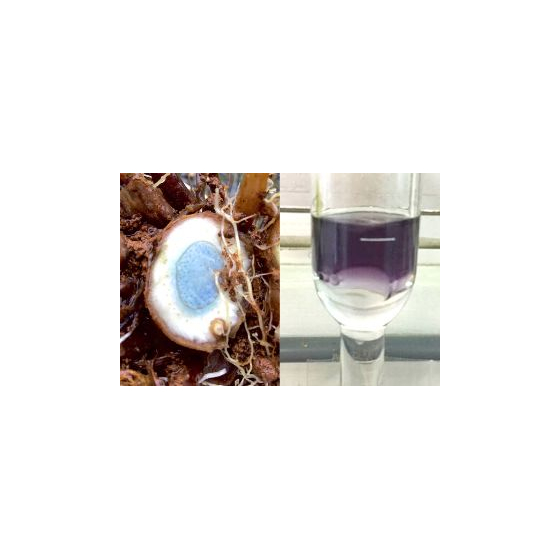 【お役立ち情報】生薬ガジュツの精油(アロマ)とその色1.jpg