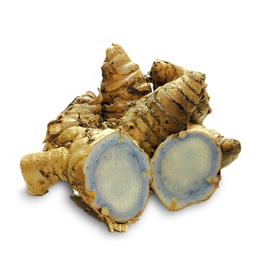 【製薬研究向け】屋久島・種子島産ガジュツ粉末/乾燥チップ