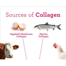 World Animal Collagen Industry Report 2026