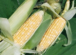 畜産分野・検査 「飼料検査」