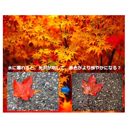 紅葉をもっと美しく.png