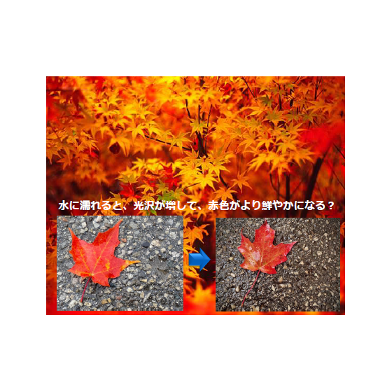 紅葉をもっと美しく.png