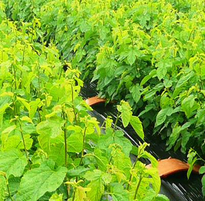 株式会社ゼンヤクノー　事業紹介