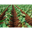 Business Introduction: "General Testing (Pesticide Residue Testing)"