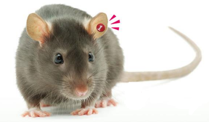 マウス・ラット用金属製個体識別耳タグ『ら・ピアス』 室町機械