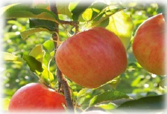 素材『アップルテンペン』