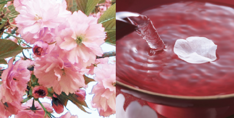 コンプレックスエキス『桜美精』