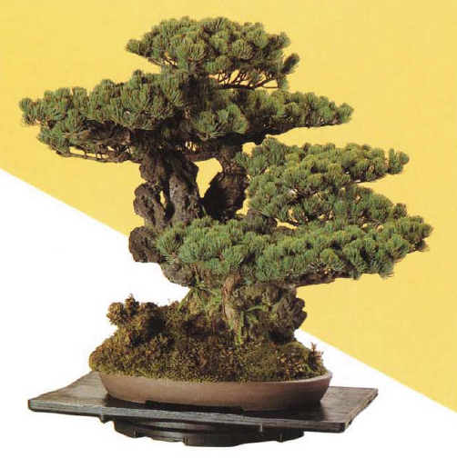 くるくる盆栽台