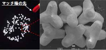 ガウス株式会社　商品化のご提案
