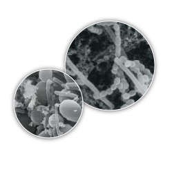 日本・バイオ株式会社 『乳酸菌生産物質』のご紹介