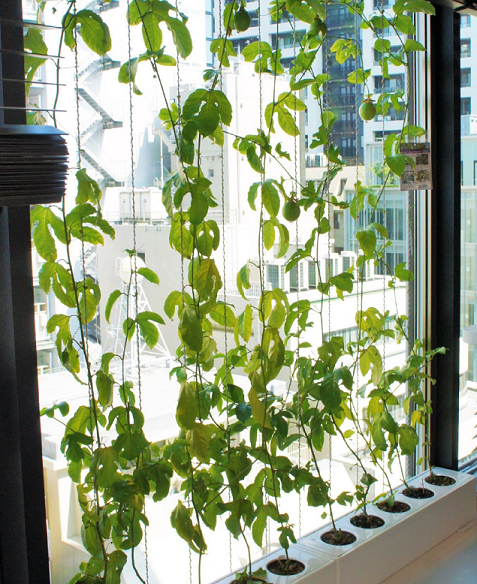 ワイヤー式屋内緑化　アルティマグリューネ フェンスター　グリーン