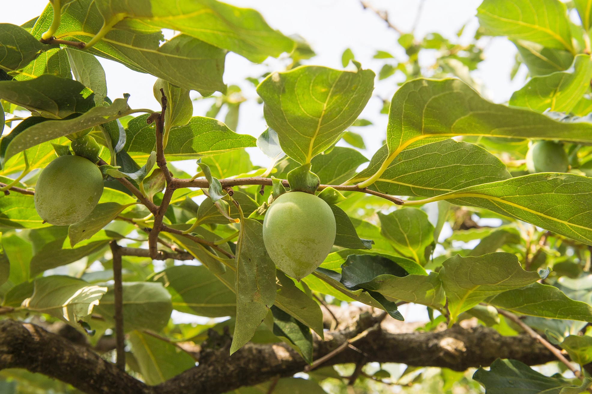 パンシル　柿渋由来の消臭原料