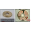 [Case Study] Surface Cross-Section Analysis of Brass with Zinc Depletion