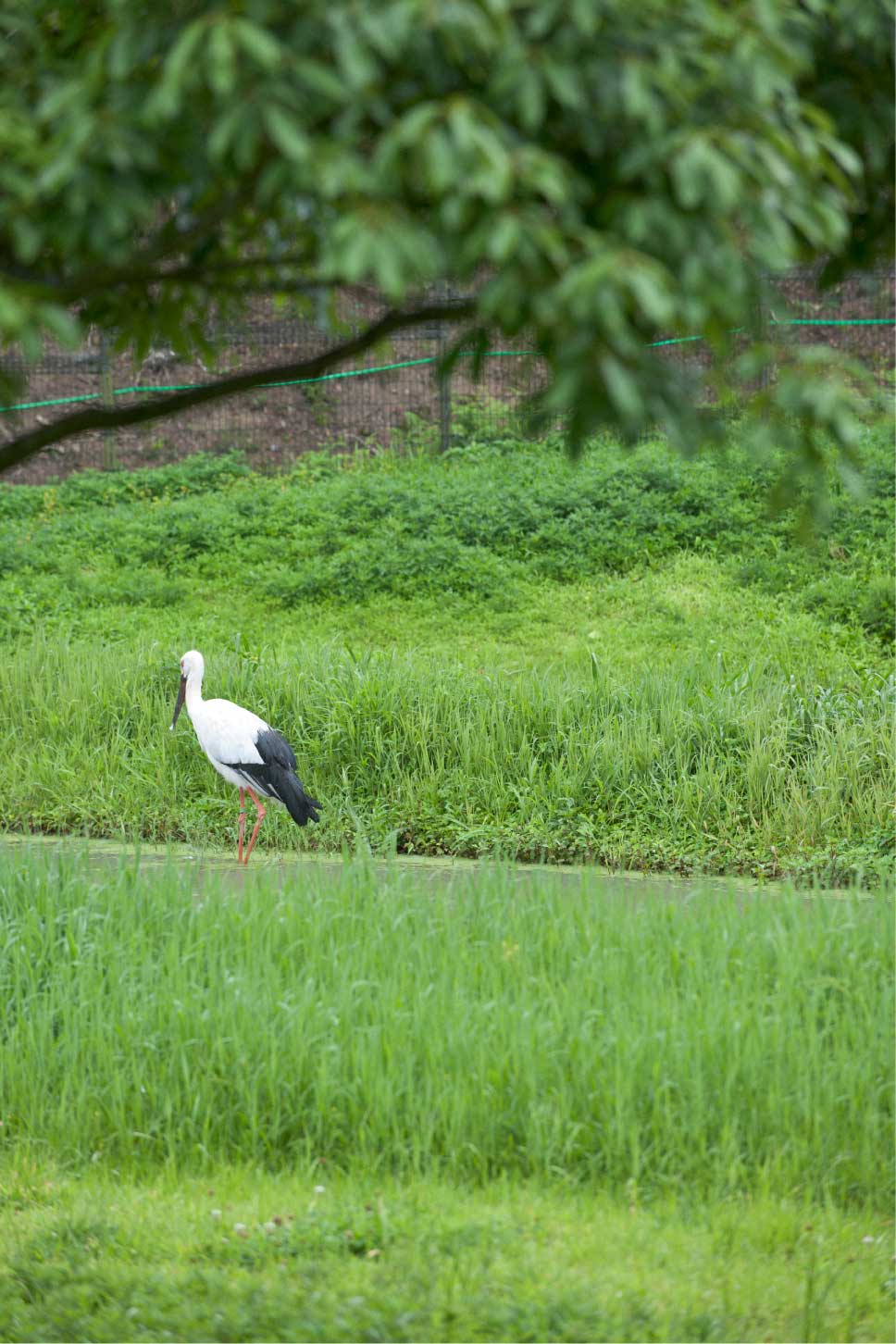 株式会社リアル　オリジナル米ぬか（ＯＥＭ）