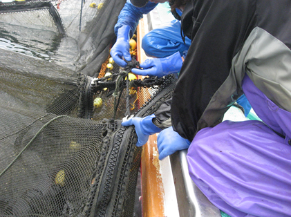 YKKの漁網用ファスナー事例：定置網での採用例をご紹介