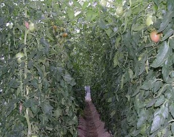 園芸用植物活性酵素資剤『BPH』