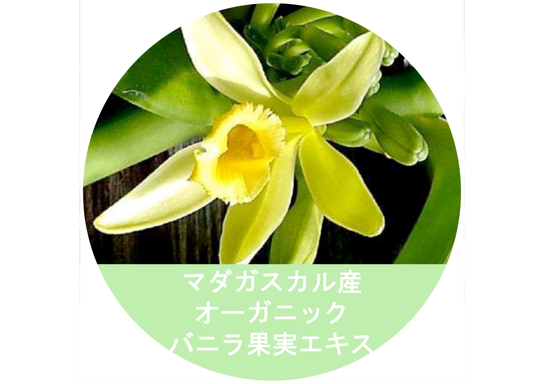 化粧品原料 マダガスカル産オーガニック バニラ果実エキス | 樋口商会