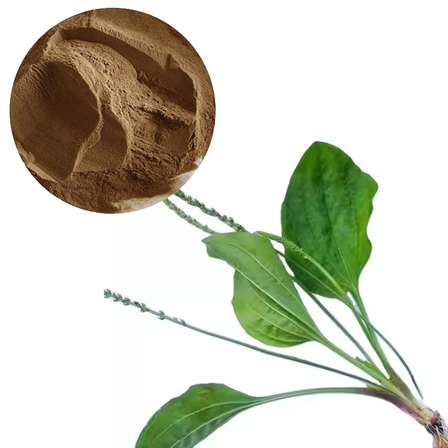 Plantain
