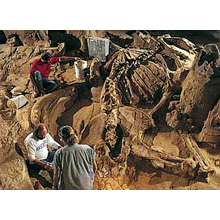 活動プロジェクト　マンモスの墓場