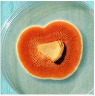 素材『GDベニクスノキタケ菌糸体粉末』