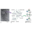 Non-denatured type II collagen