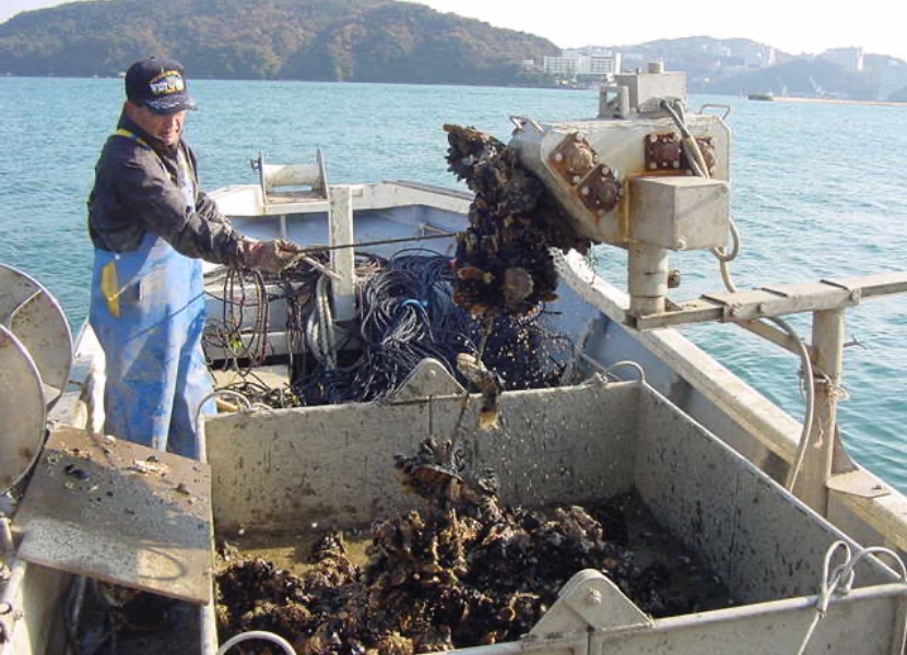 ［海上用ロープ採用事例］牡蠣養殖（養殖筏）用のポリエチレンロープ