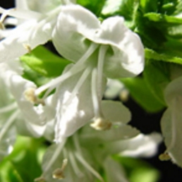 化粧品原料『ルートバイオテック バジリカム』