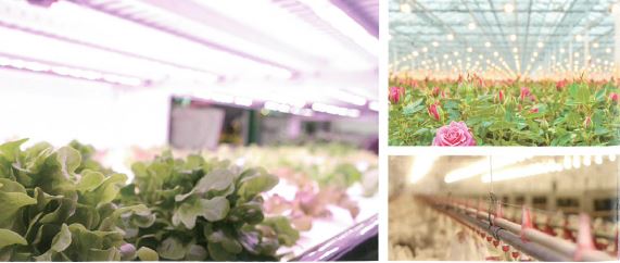 LEDライト『AGRICULTURAL LIGHTING』