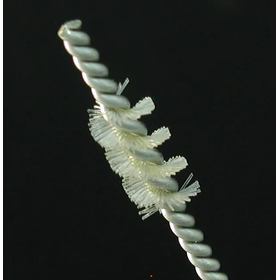 ねじりブラシをアップで見てみた