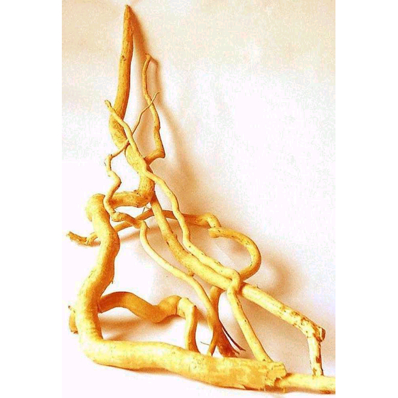 tongkat ali root.jpg