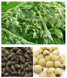 国産原料『ハトムギCRDエキス末』